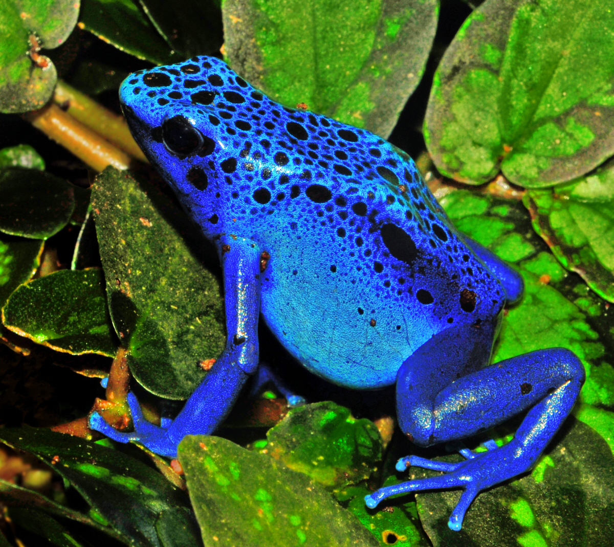 blue poison dart frog