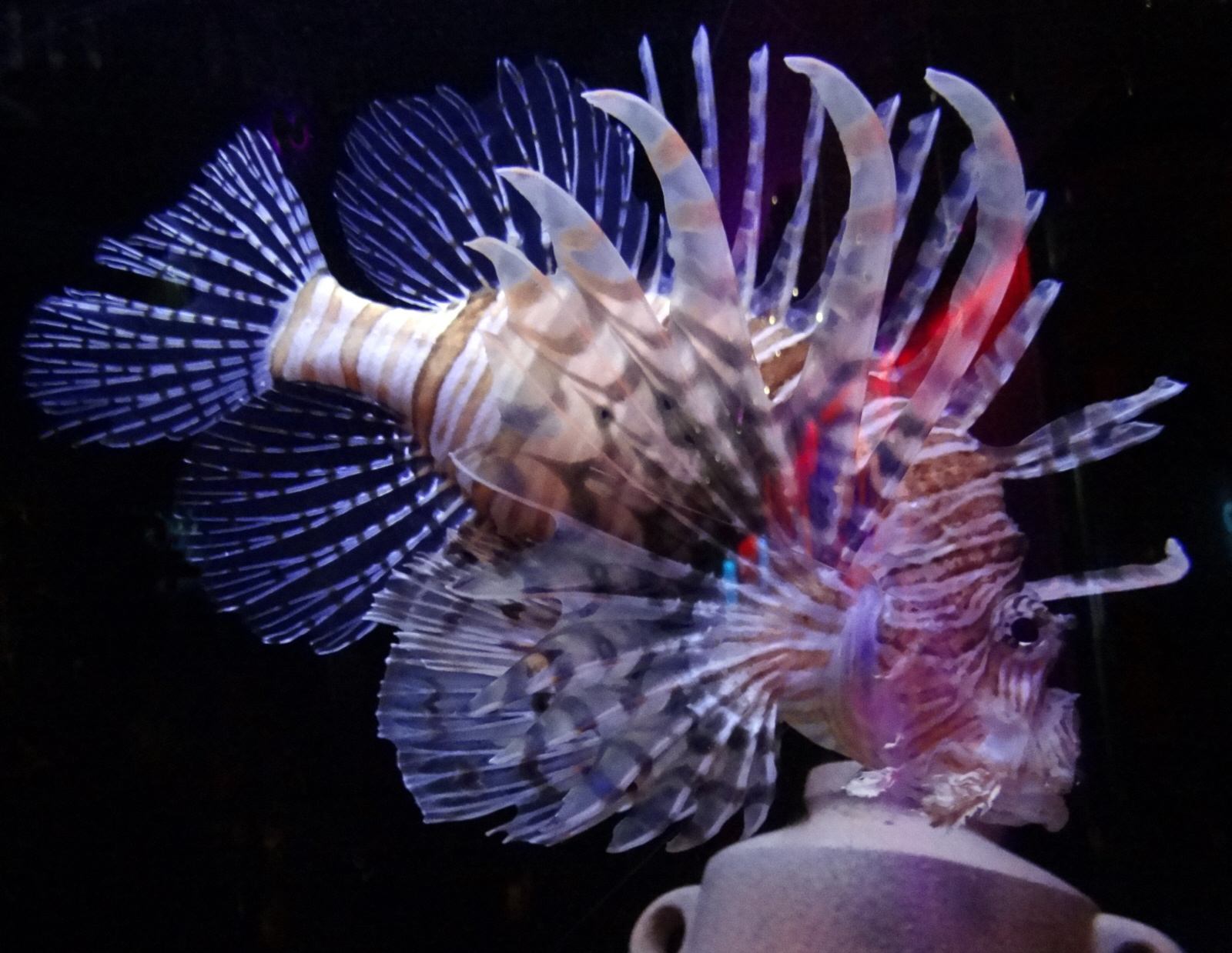 lionfish