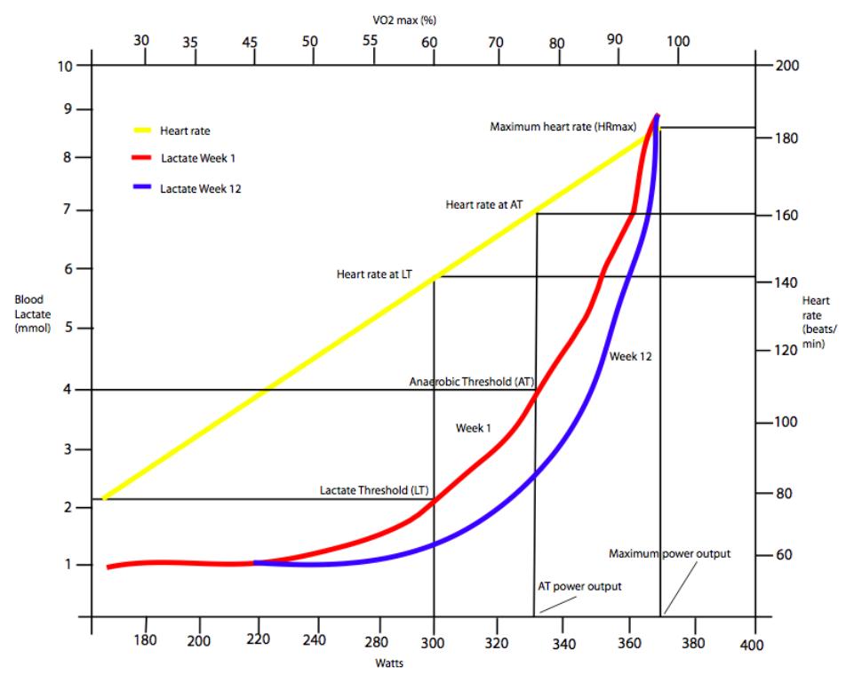 Lactate threshold variation with exercise