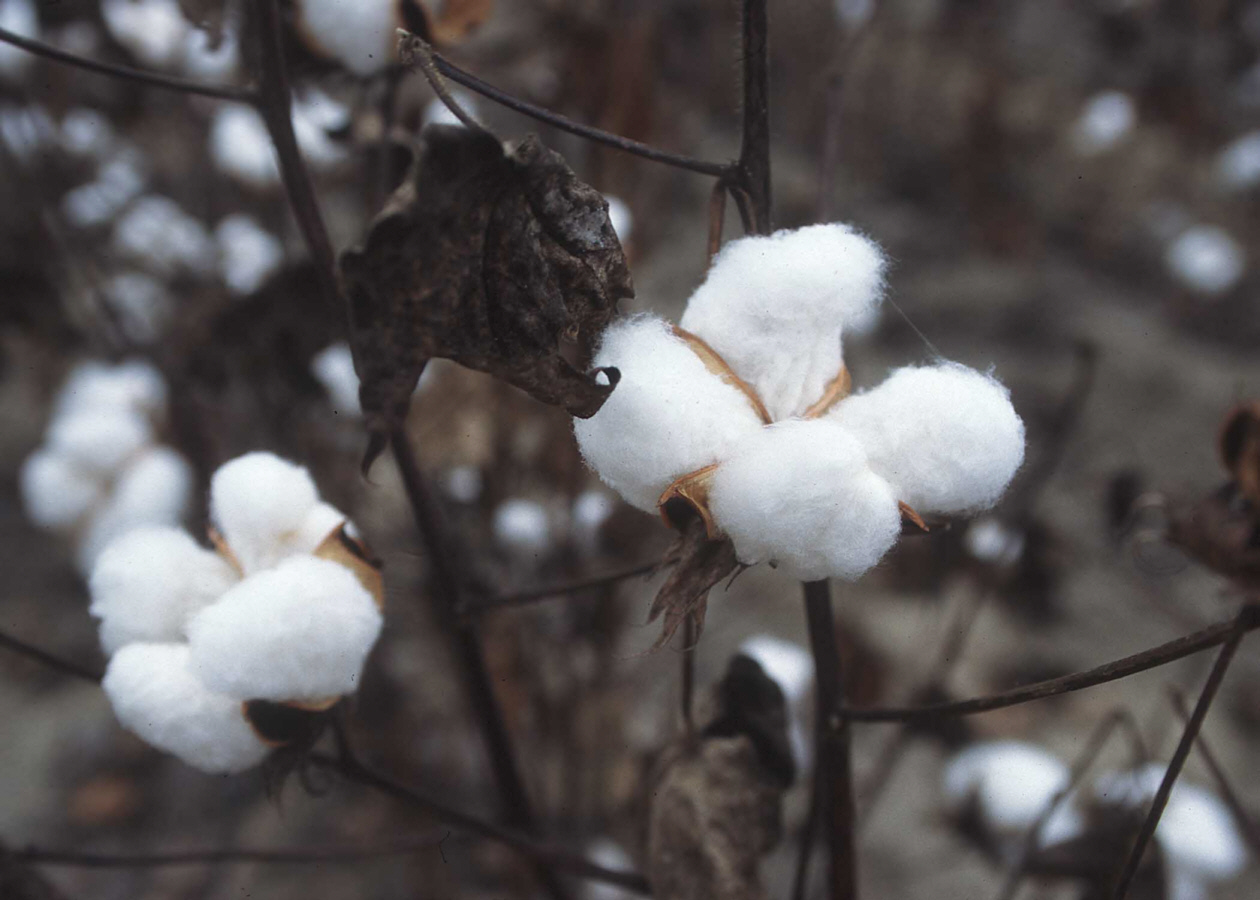 Cotton plant