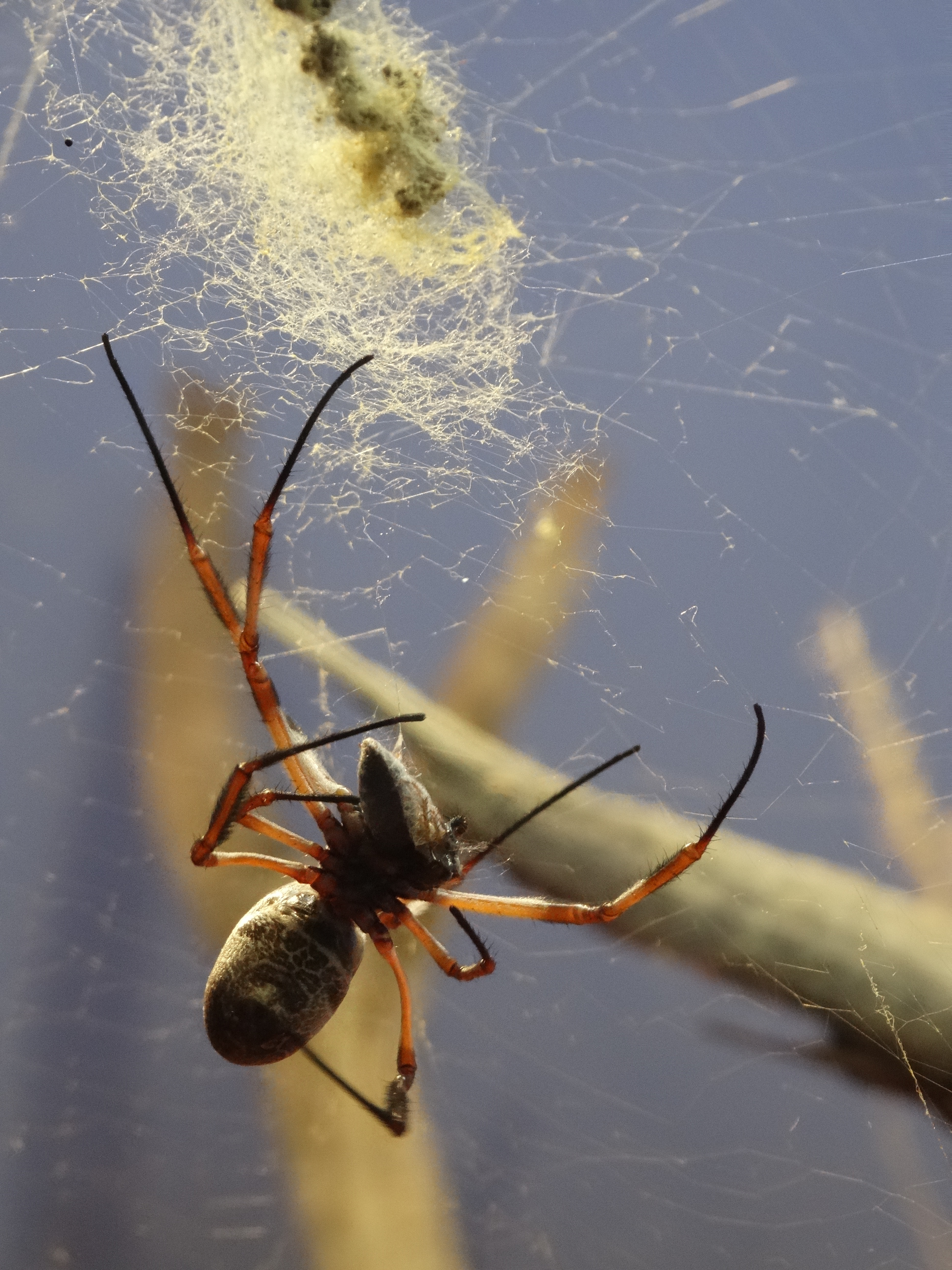 Golden Orb - Alice Springs, Australia