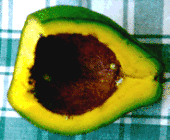 avocado