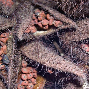 annatto seeds