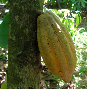 cocoa pod on tree, St Augustine campus