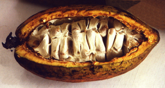 cocoa pod