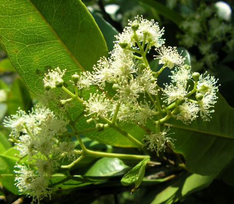 pimento blossom